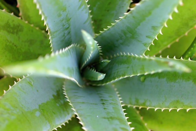 aloe vera in hindi