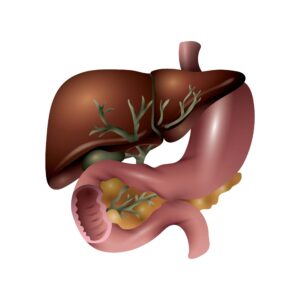 Digestion
