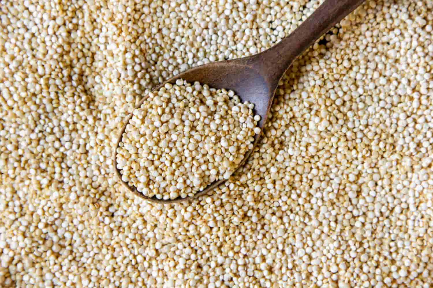 Kodo Millet in Hindi कोदो बाजरे के फायदे, नुकसान, रेसिपी और कोदो की