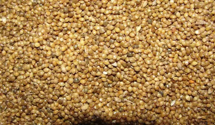 little millet in hindi