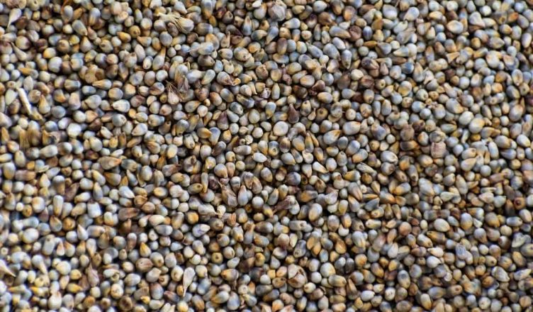 pearl millet in hindi